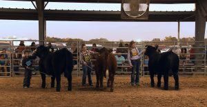 County Fair Texas